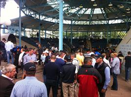 Inglis Easter Yearling Sale 2011